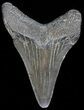 Megalodon Tooth - South Carolina #43586-1